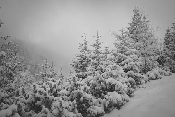 폴란드의 눈덮인 날씨에 타트라 산맥의 숨막힐 — 스톡 사진