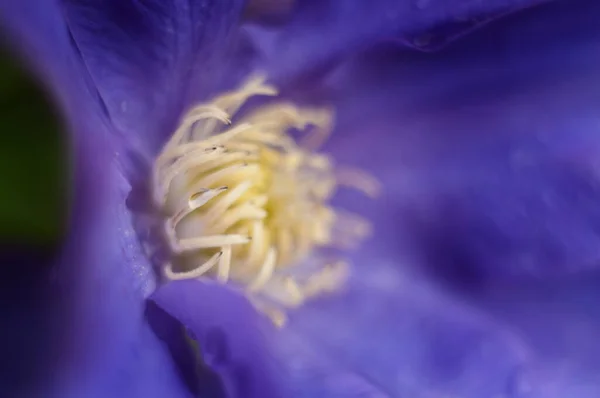 暗い背景に美しい紫色のクロッカスの花のクローズアップ — ストック写真