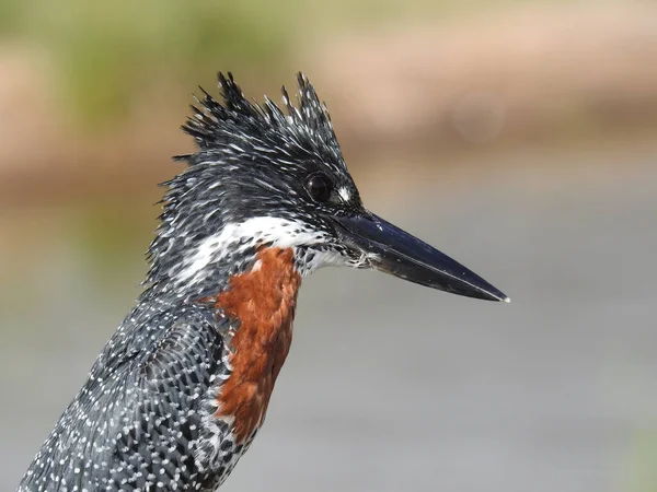 Beautiful View Giant Kingfisher Kruger National Park South Africa — Photo