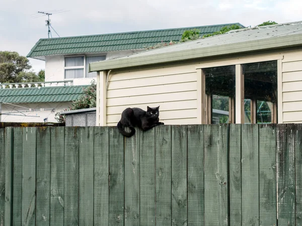 Pohled Černou Kočku Plotě Předměstí — Stock fotografie
