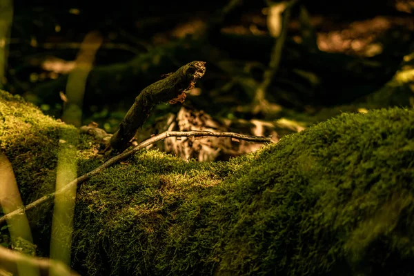 Natural Woodland Greenery Covered Moss Fallen Rotting Old Tree Dense — Stockfoto