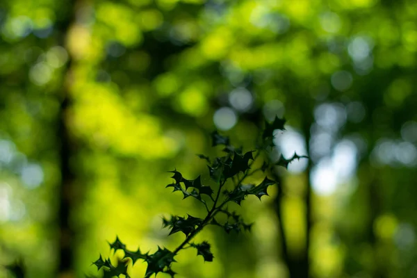 나뭇잎을 클로즈업하는 — 스톡 사진