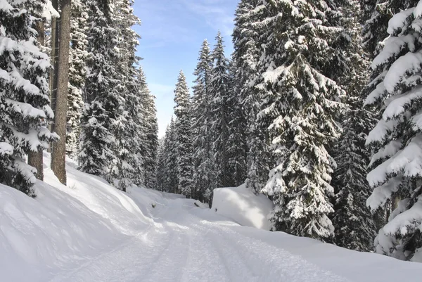 Schöne Aussicht Auf Die Brenta Dolomiten Mit Schnee Auf Bäumen — Stockfoto