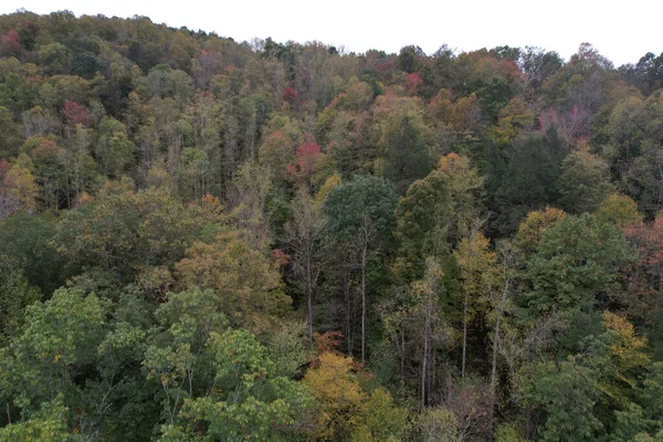 Vacker Bild Skog Hösten West Virginia — Stockfoto