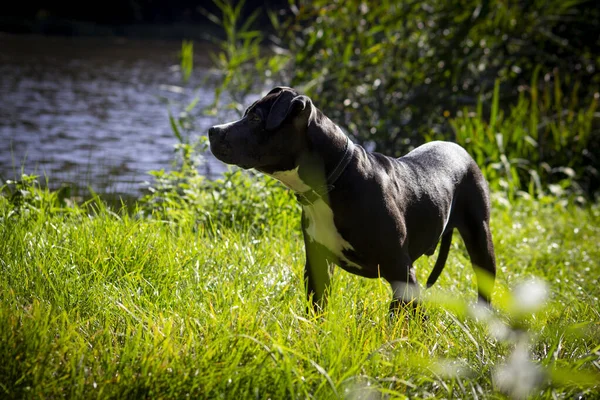 Φωτογραφία Ενός Σκύλου Amstaff Κουτάβι American Staffordshire — Φωτογραφία Αρχείου