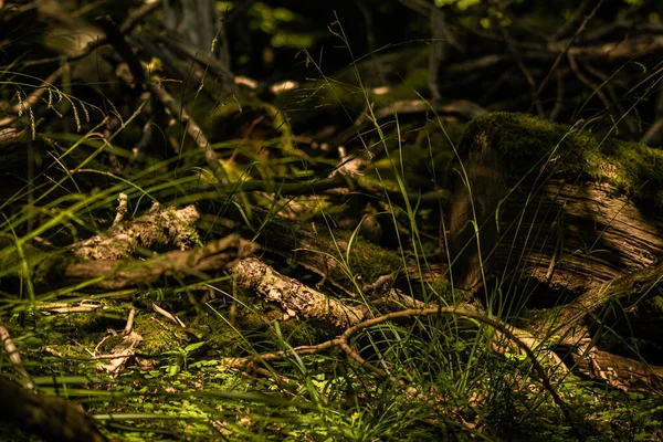 Natural Woodland Greenery Covered Moss Fallen Rotting Old Trees — Fotografia de Stock