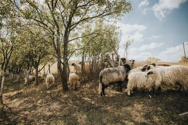Une Belle Vue Sur Troupeau Moutons Sur Ferme Par Une — Photo