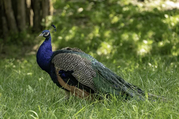 Närbild Peafowl Ett Fält Täckt Grönska Solljuset Med Suddig Bakgrund — Stockfoto