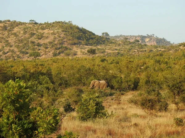 Beautiful View Elephant Middle Kruger National Park South Africa — Stockfoto