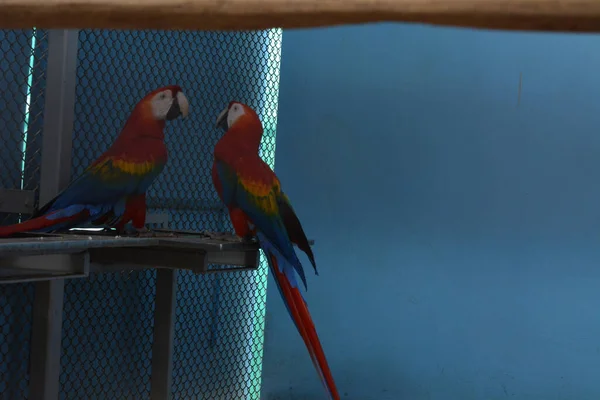 Deux Perroquets Rouges Captivité Mangeant Des Graines — Photo