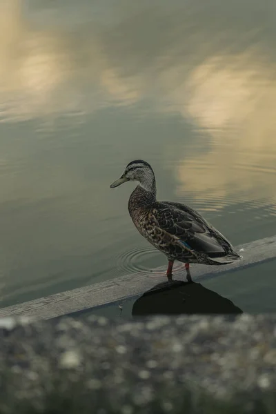 Tiro Vertical Pato Adorable Parado Agua Reflectante — Foto de Stock