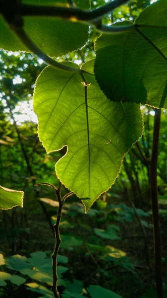 Disparo Vertical Frondosas Hojas Verdes Los Árboles Medio Del Bosque — Foto de Stock