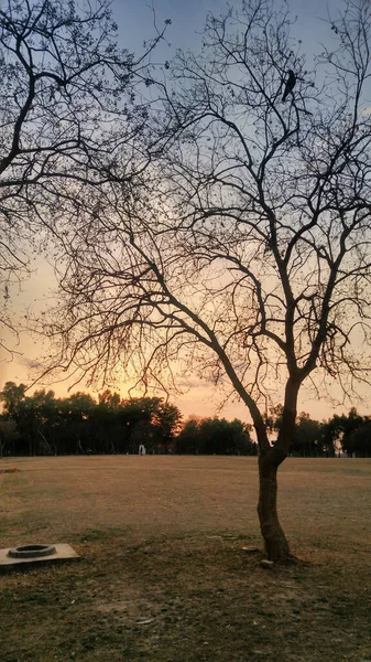 Sebuah Pohon Telanjang Bersama Dengan Jalan Tengah Tengah Taman — Stok Foto