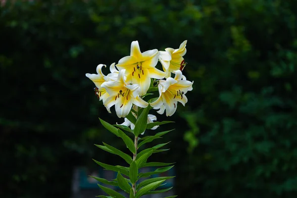 Lily Conca Yakın Çekim Lilium — Stok fotoğraf