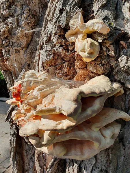 Closeup Fungus Growing Tree Bark — стоковое фото