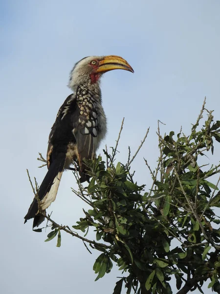在南非克鲁格国家公园放飞香蕉鸟的美景 — 图库照片