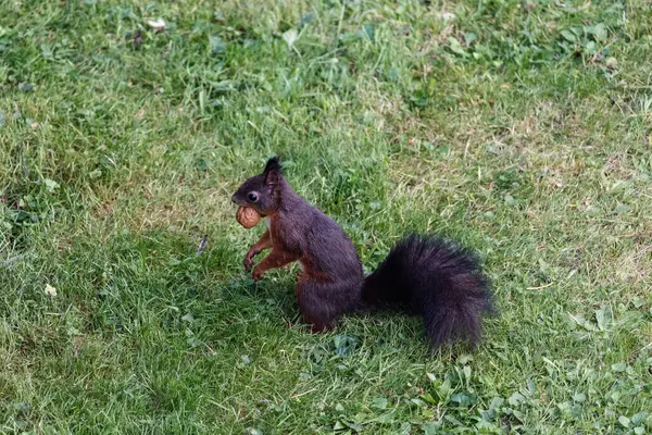 Cute Squirrel Grassy Field — Photo