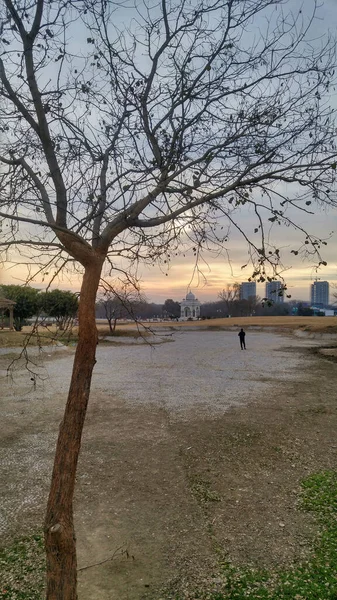Ein Kahler Baum Neben Dem Weg Inmitten Eines Parks — Stockfoto
