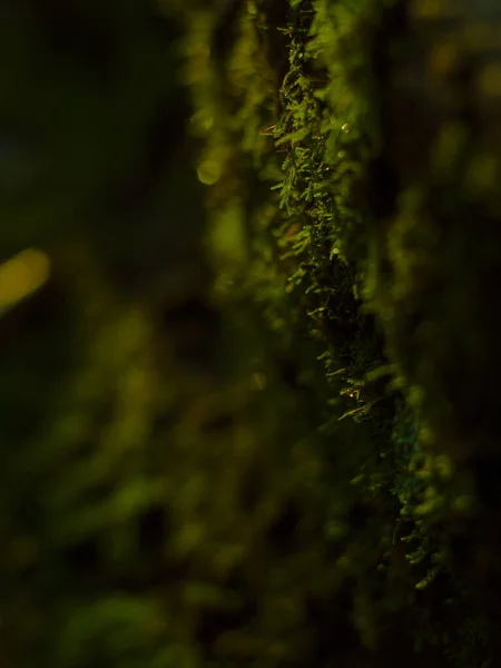 Selective Focus Mosses Covered Raindrops Field Dark Blurry Background — Stock Photo, Image