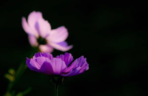 Eine Nahaufnahme Schöner Lila Krokusblüten Auf Dunklem Hintergrund — Stockfoto
