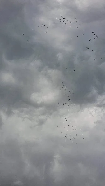 Tiro Vertical Bando Pássaros Voando Céu Escuro Nublado — Fotografia de Stock