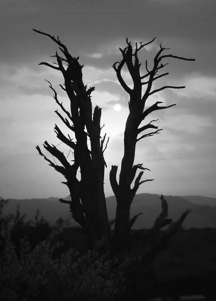 Black White Shot Tree Mountain — Stock Photo, Image