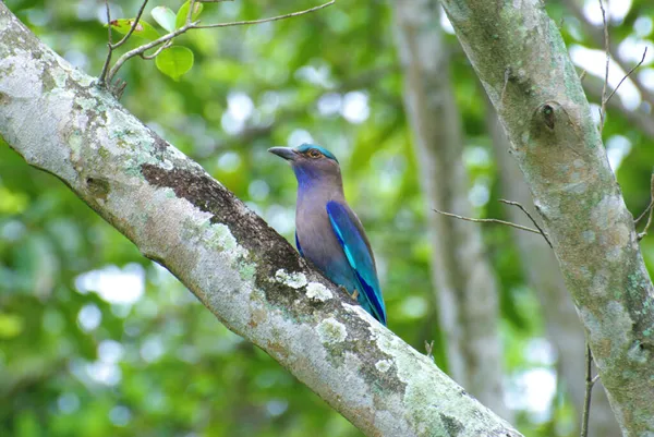 Indochinese Walsvogel Neergestreken Jacht — Stockfoto