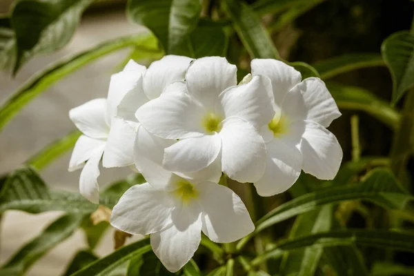 Selectivo Flores Frangipani Plumeria Alba Jardín — Foto de Stock