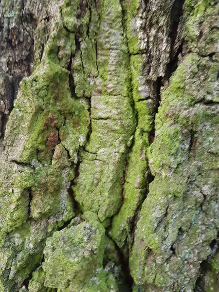 Strzał Zbliżeniowy Starej Tekstury Kory Drzewa Dla Tła Tekstury — Zdjęcie stockowe