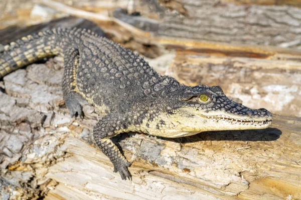 Κροκόδειλος Του Νείλου Crocodylus Niloticus Στο Ξύλο — Φωτογραφία Αρχείου