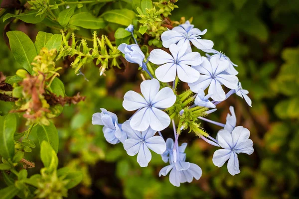 Selective Focus Shot Growing Plumbago Flowers — стоковое фото