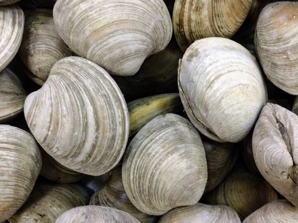 Close Shot Stack Closed Beautiful Clam Shells Nature — Stok fotoğraf