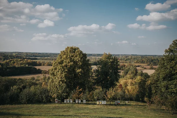 Piękny Widok Krajobrazu Dużymi Drzewami Uli Pod Zachmurzonym Niebem — Zdjęcie stockowe