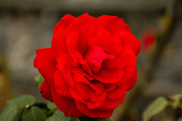 Enfoque Selectivo Hermosa Rosa Roja —  Fotos de Stock