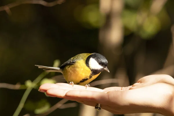 Closeup Great Tit Bird Perched Person Hand Sunlight Outdoors — 스톡 사진