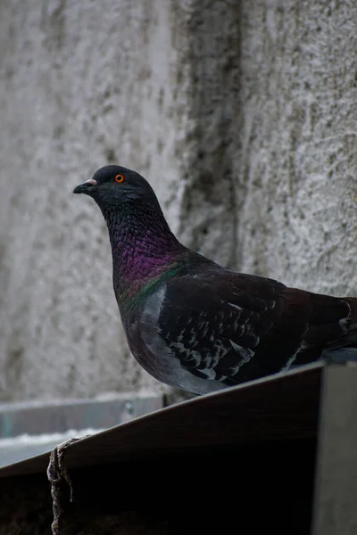 Gros Plan Vertical Pigeon Gris — Photo