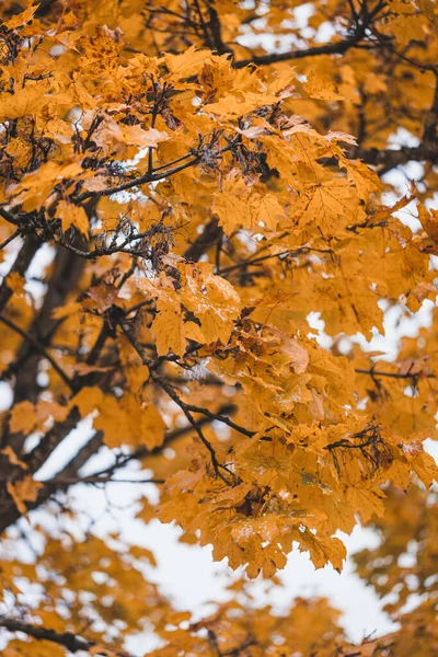 Vertical Shot Maple Tree Yellow Leaves — Foto Stock