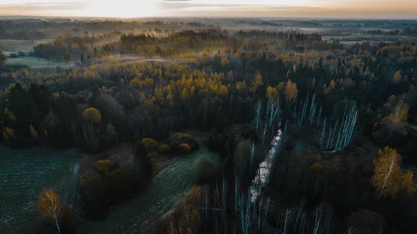 Widok Lotu Ptaka Lasu — Zdjęcie stockowe