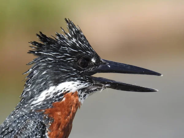 Beautiful View Giant King Fisher Kruger National Park South Africa — Foto de Stock