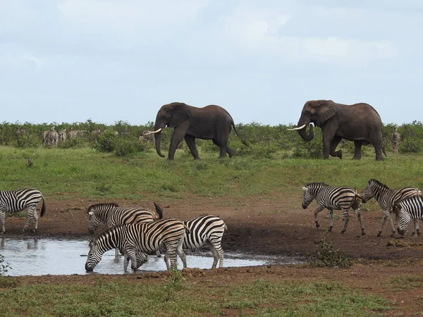 Чудовий Краєвид Водойму Зебрами Слонами Національному Парку Крюгер Пар — стокове фото