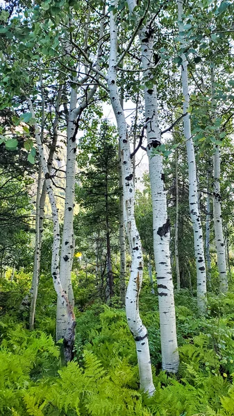 Scenic View Aspen Trees Woody Terrain Big Cottonwood Canyon Utah — Foto de Stock