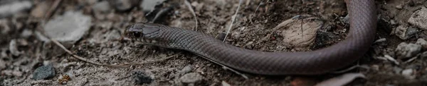 Selective Focus Shot Atractaspis Venomous Black Snake — Foto Stock