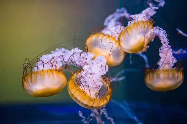 Beautiful Golden Jellyfish Floating Water — Foto de Stock