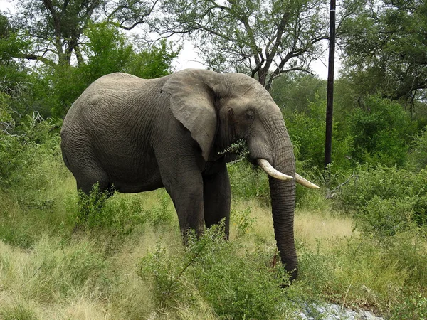 Beautiful View Eating Elephant Kruger National Park South Africa — Fotografia de Stock