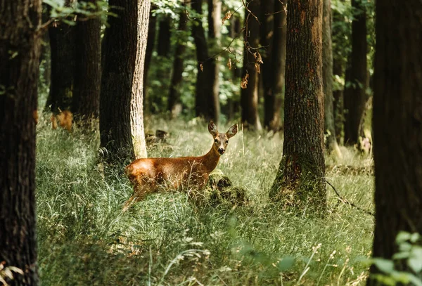 Una Bella Vista Cervo Una Foresta Con Molti Alberi — Foto Stock
