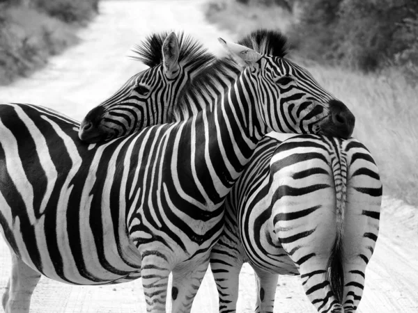 Grayscale Two Beautiful Zebras Kruger National Park South Africa — Zdjęcie stockowe
