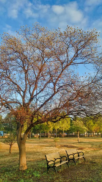 Голе Дерево Тлі Яскраво Синього Зимового Неба Парку Лавкою Поруч — стокове фото