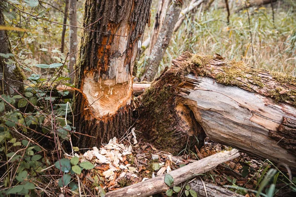 Крупный План Вырубленного Дерева Лесу — стоковое фото