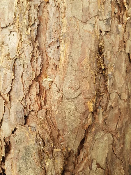 Closeup Shot Old Tree Bark Texture Backgrounds Textures — Stock Photo, Image