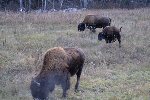 Wild Bisons Alaska Highway Watson Lake Yukon Territory Canada — Stock Fotó